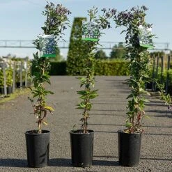 Clematis 'Fascination' -Garden Supplies Sale CLEM FASCINATI S45215 NOW