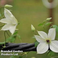 Clematis 'Forever Friends'