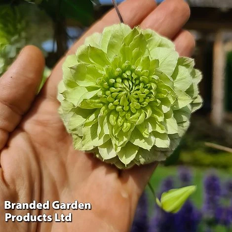 Clematis Florida 'Manju' 3 Clematis Florida 'Manju' - Image 3