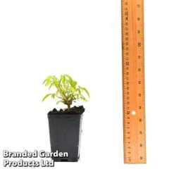 Clematis Napaulensis -Garden Supplies Sale CLEM NAPAUL7CM T44183