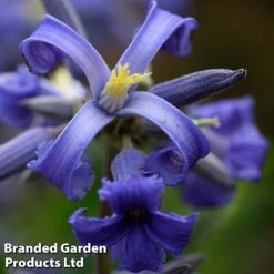 Clematis All Season Collection 9 Clematis All Season Collection -Garden Supplies Sale CLEM NEWLOVE S23273