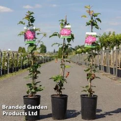 Clematis 'Red Passion'