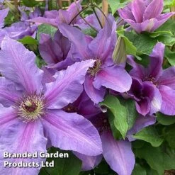 Clematis ‘Tumaini' (Evigsy151) -Garden Supplies Sale CLEM TUMAINI S49870