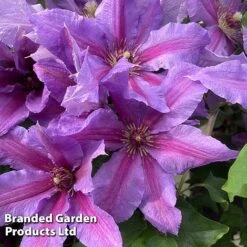 Clematis ‘Tumaini' (Evigsy151) -Garden Supplies Sale CLEM TUMAINI S49873
