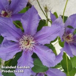 Clematis ‘Tumaini' (Evigsy151) -Garden Supplies Sale CLEM TUMAINI S49874