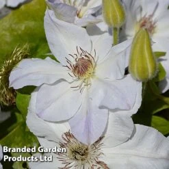 Clematis 'Valge Daam'