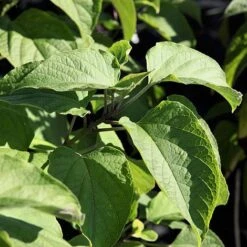 Clerodendrum Trichotomum -Garden Supplies Sale CLER T73834 A h