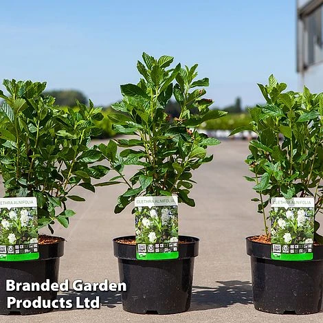 Clethra Alnifolia 1 Clethra Alnifolia