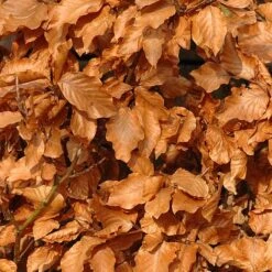 Copper Beech (Hedging) -Garden Supplies Sale COPP T70276 A h