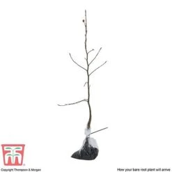 Copper Beech (Hedging) -Garden Supplies Sale COPP T70276 P