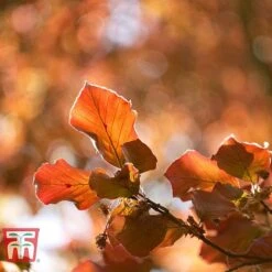 Copper Beech (Hedging) -Garden Supplies Sale COPP t70276 B