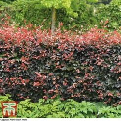 Copper Beech (Hedging) -Garden Supplies Sale COPP t70276 D