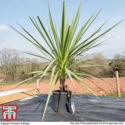 Cordyline Australis -Garden Supplies Sale CORD KB3924 L