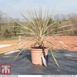 Cordyline Australis 'Torbay Dazzler' 7 Cordyline Australis 'Torbay Dazzler' -Garden Supplies Sale CORD KB3926 L