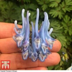 Corydalis Flexuosa 'Purple Leaf' -Garden Supplies Sale CORD T58346 B
