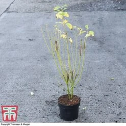 Cornus Sericea 'Bud's Yellow' 9 Cornus Sericea 'Bud's Yellow' -Garden Supplies Sale CORN 66174 A