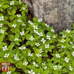 Cornus Canadensis 8 Cornus Canadensis -Garden Supplies Sale CORN T57945 B1