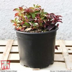 Cornus Canadensis 9 Cornus Canadensis -Garden Supplies Sale CORN T57945 e1