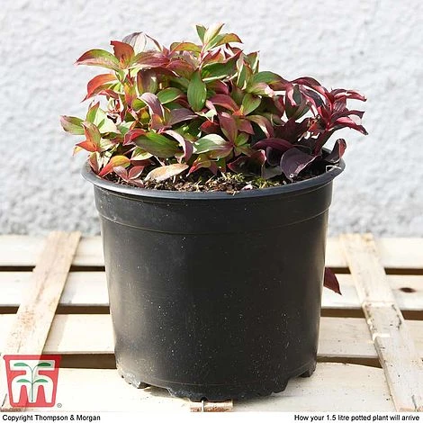 Cornus Canadensis 5 Cornus Canadensis - Image 5