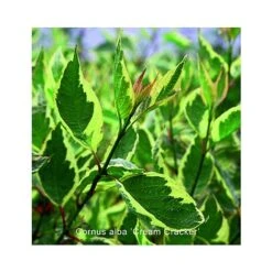 Cornus Alba 'Cream Cracker'