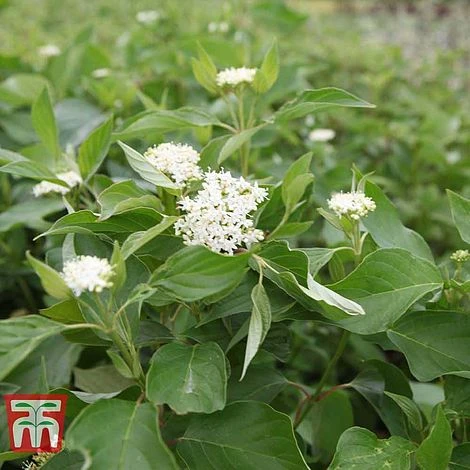 Cornus Sericea 'Bud's Yellow' 2 Cornus Sericea 'Bud's Yellow' - Image 2