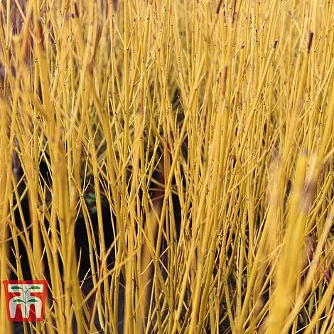 Cornus Sericea 'Bud's Yellow' 1 Cornus Sericea 'Bud's Yellow'