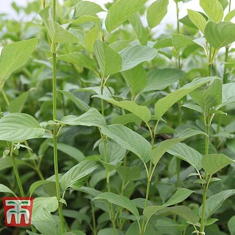 Cornus Sericea 'Bud's Yellow' 3 Cornus Sericea 'Bud's Yellow' - Image 3