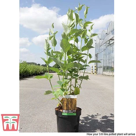 Cornus Sericea 'Bud's Yellow' 5 Cornus Sericea 'Bud's Yellow' - Image 5