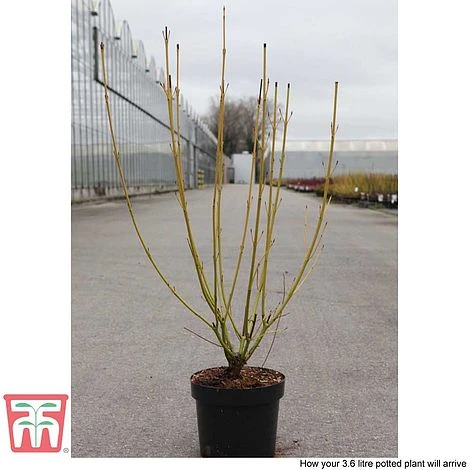 Cornus Sericea 'Bud's Yellow' 6 Cornus Sericea 'Bud's Yellow' - Image 6