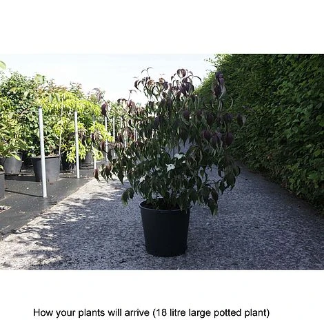 Cornus Kousa Var. Chinensis 'Wieting's Select' 2 Cornus Kousa Var. Chinensis 'Wieting's Select' - Image 2