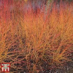 Cornus Winter Stems Collection -Garden Supplies Sale CORN TKA7201 C