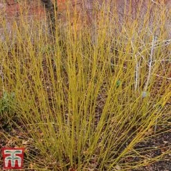 Cornus Winter Stems Collection -Garden Supplies Sale CORN TKA7201 D
