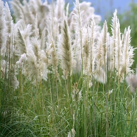 Cortaderia Selloana 'Pumila' 1 Cortaderia Selloana 'Pumila'