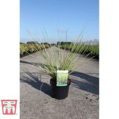 Cortaderia Selloana 'Gold Minipampas' -Garden Supplies Sale CORT TKA3092 A