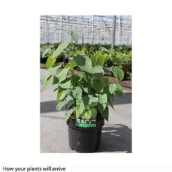 Corylopsis Spicata -Garden Supplies Sale CORY T66180 B h