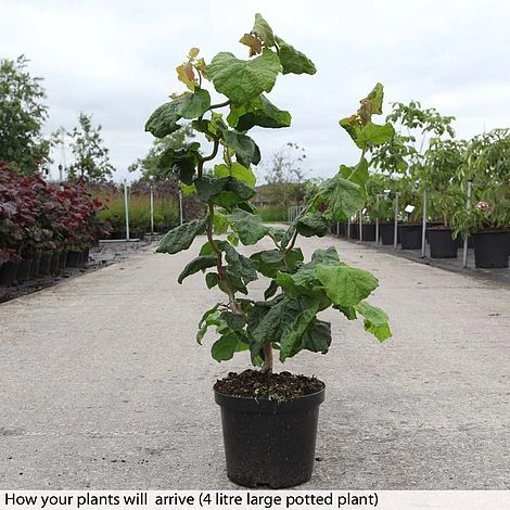 Corylus Avellana 'Contorta' 2 Corylus Avellana 'Contorta' - Image 2