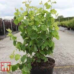 Corylus Avellana 'Twister' -Garden Supplies Sale CORY TKA3098 A