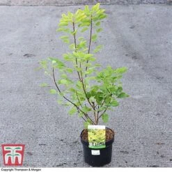 Cotinus Coggygria 'Golden Spirit' -Garden Supplies Sale COTI 73884 A