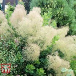 Cotinus Coggygria 'Young Lady' -Garden Supplies Sale COTI T67916 D