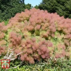 Cotinus Coggygria 'Young Lady' -Garden Supplies Sale COTI T67916 E