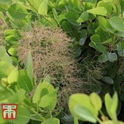 Cotinus Coggygria 'Young Lady' -Garden Supplies Sale COTI T67916 F