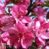Crab Apple 'Diable Rouge'