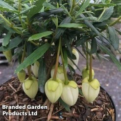 Crinodendron Trio -Garden Supplies Sale CRIN ALFROBBIN S442051