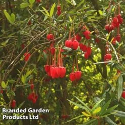 Crinodendron Trio -Garden Supplies Sale CRIN HOOKERIAN L43489