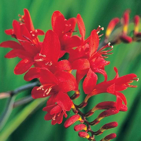 Crocosmia 'Lucifer' 1 Crocosmia 'Lucifer'