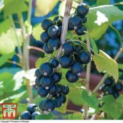 Currant Duo -Garden Supplies Sale CURR KA8668 B