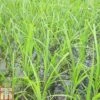 Cyperus Papyrus (Marginal Aquatic)