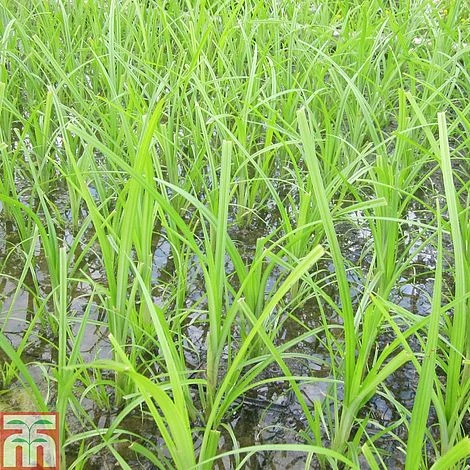 Cyperus Papyrus (Marginal Aquatic) 1 Cyperus Papyrus (Marginal Aquatic)