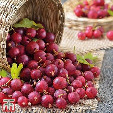 Gooseberry Collection 3 Gooseberry Collection - Image 3