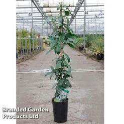 Clematis Armandii 'Snowdrift' -Garden Supplies Sale Clematis Snowdrift KC4972 C